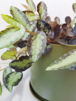 Medium Oslo Pot Avocado