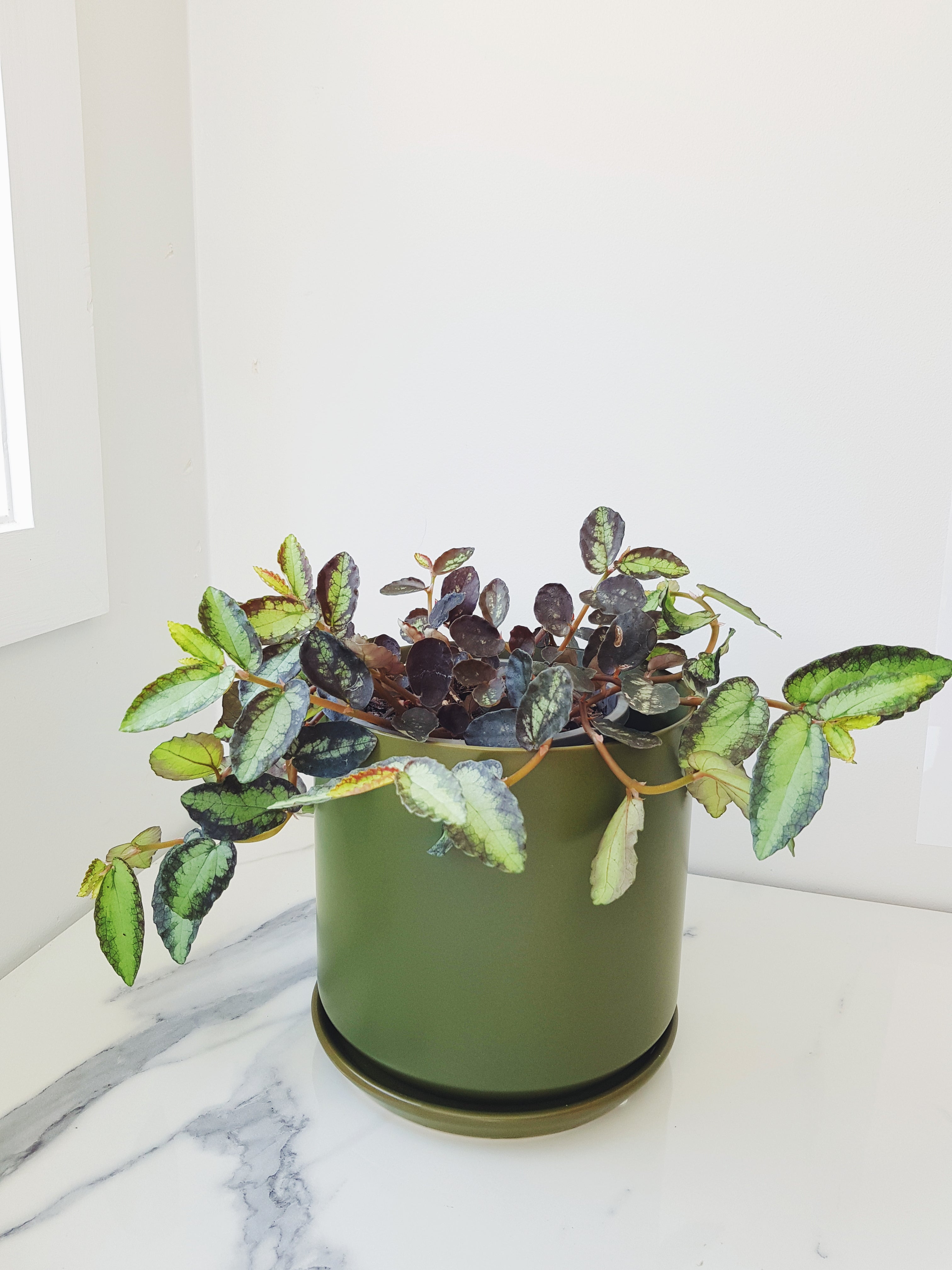 Large Oslo Pot Avocado