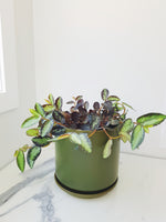 Large Oslo Pot Avocado