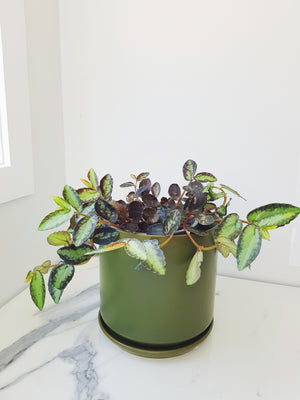 Large Oslo Pot Avocado
