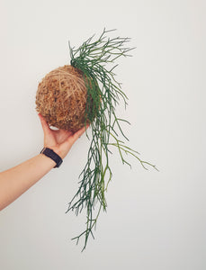 Artificial Rhipsalis Kokedama