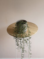Medium Oslo Pot Sage