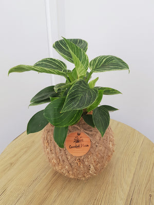 Philodendron Birkin Kokedama Coastal Flair