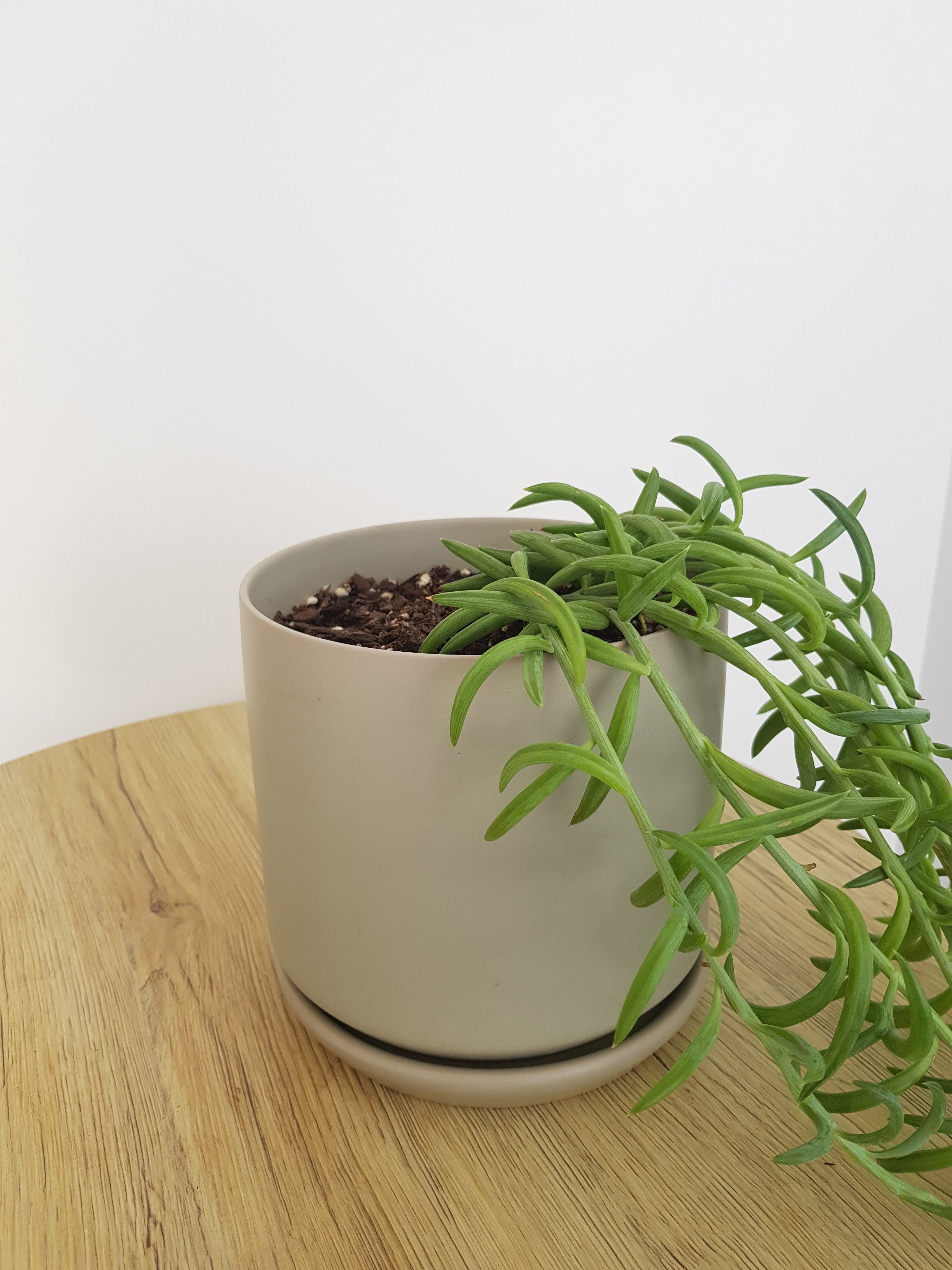 Medium Oslo Pot Sage