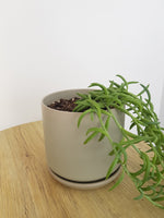 Medium Oslo Pot Sage