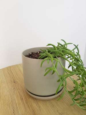 Medium Oslo Pot Sage