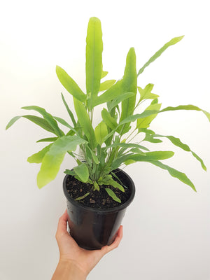 Phlebodium Aureum 'Blue Star' Kokedama