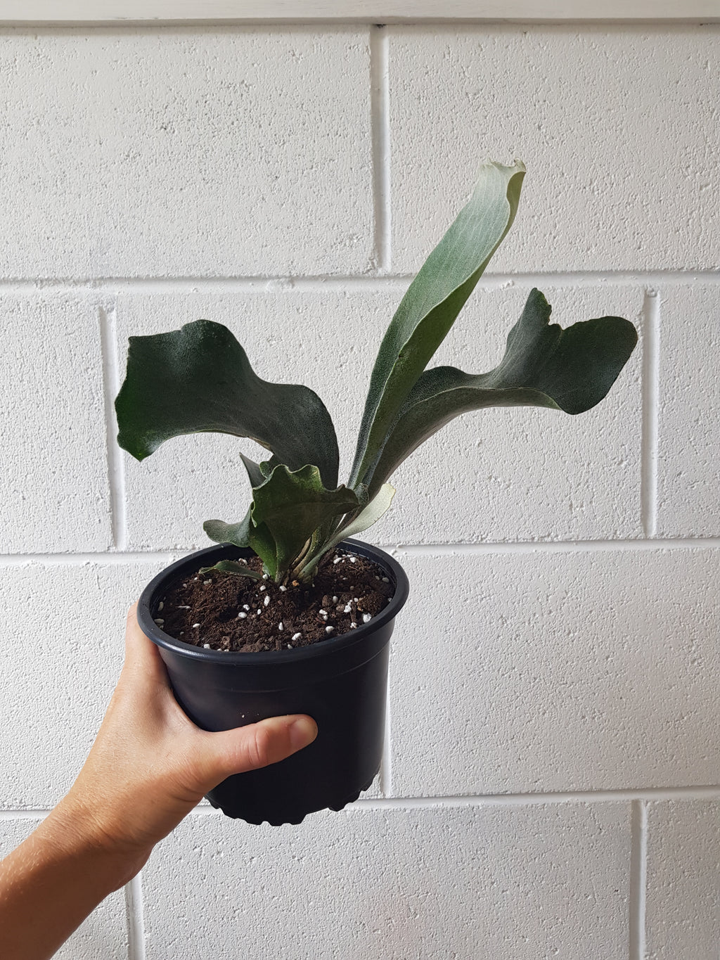 Platycerium bifurcatum | Staghorn Fern