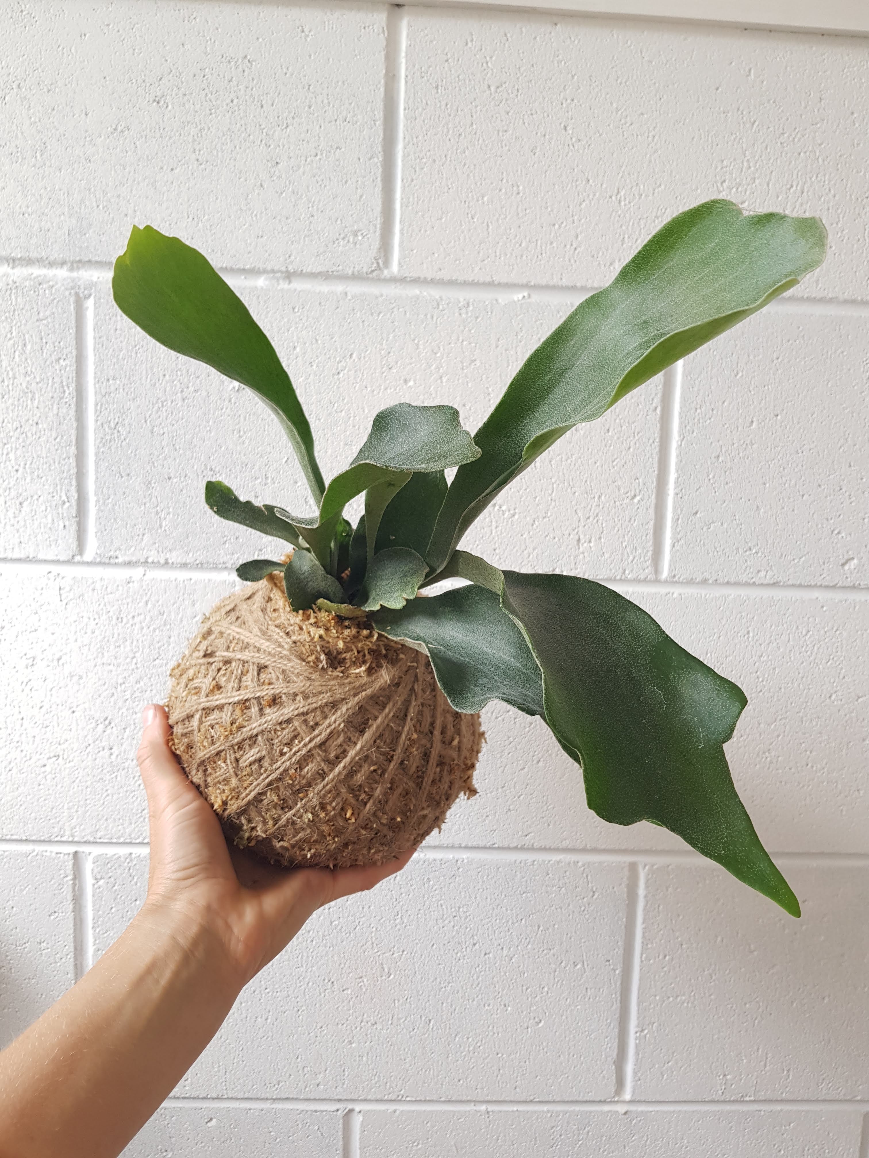 Staghorn Fern Kokedama