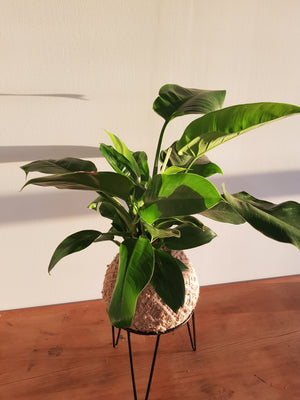 Philodendron Imperial Green Kokedama