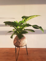 Philodendron Imperial Green Kokedama