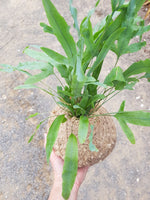 Phlebodium Aureum 'Blue Star' Kokedama