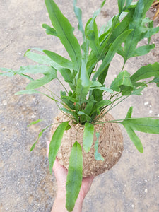 Phlebodium Aureum 'Blue Star' Kokedama