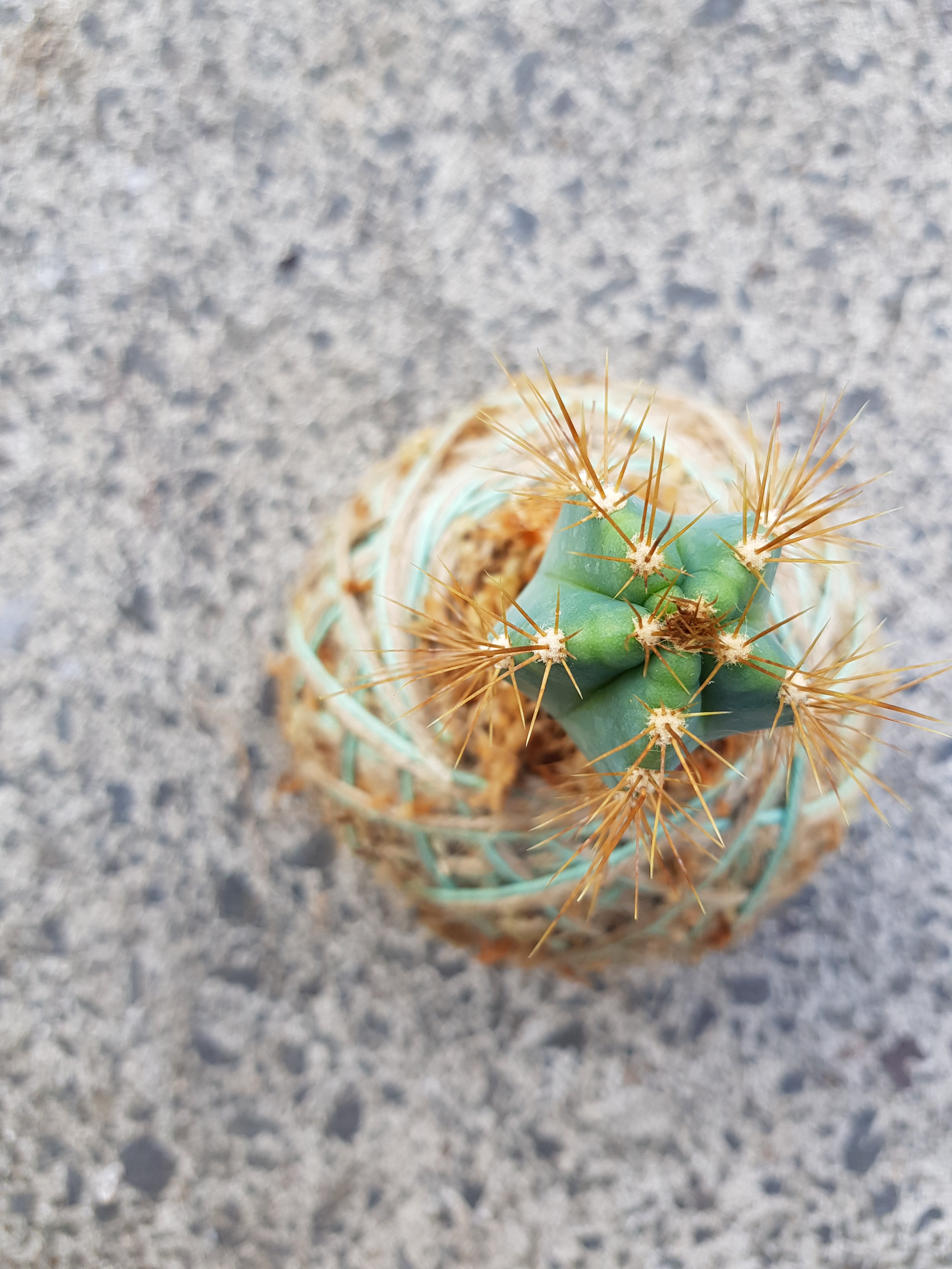 Cactus Kokedama Mini