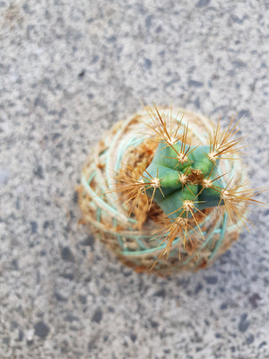 Cactus Kokedama Mini