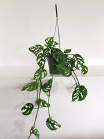 Monstera SwissCheese Vine