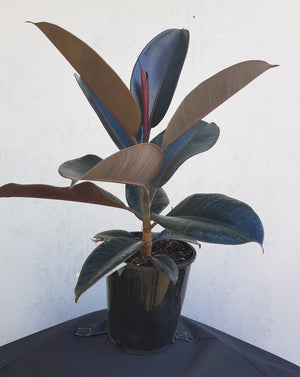 Ficus Black Knight