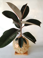 Ficus Black Knight