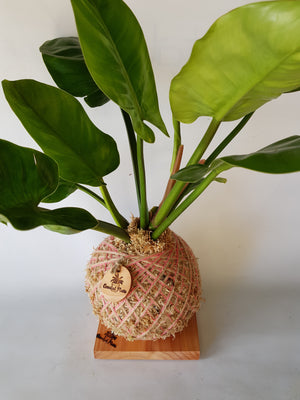 Philodendron Imperial Green Kokedama