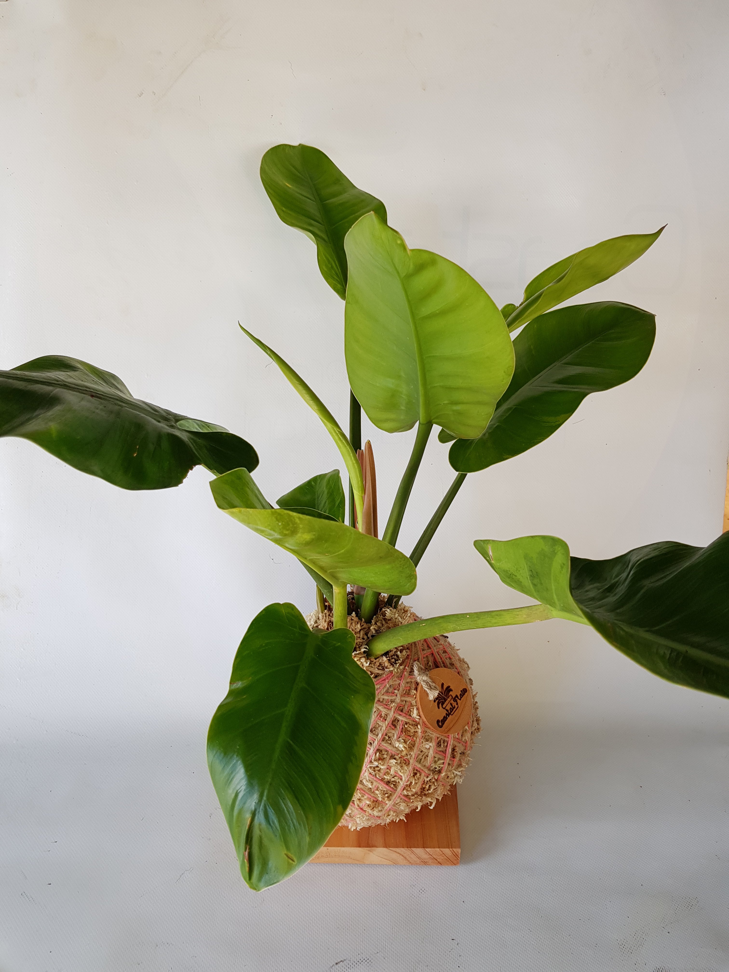 Philodendron Imperial Green Kokedama