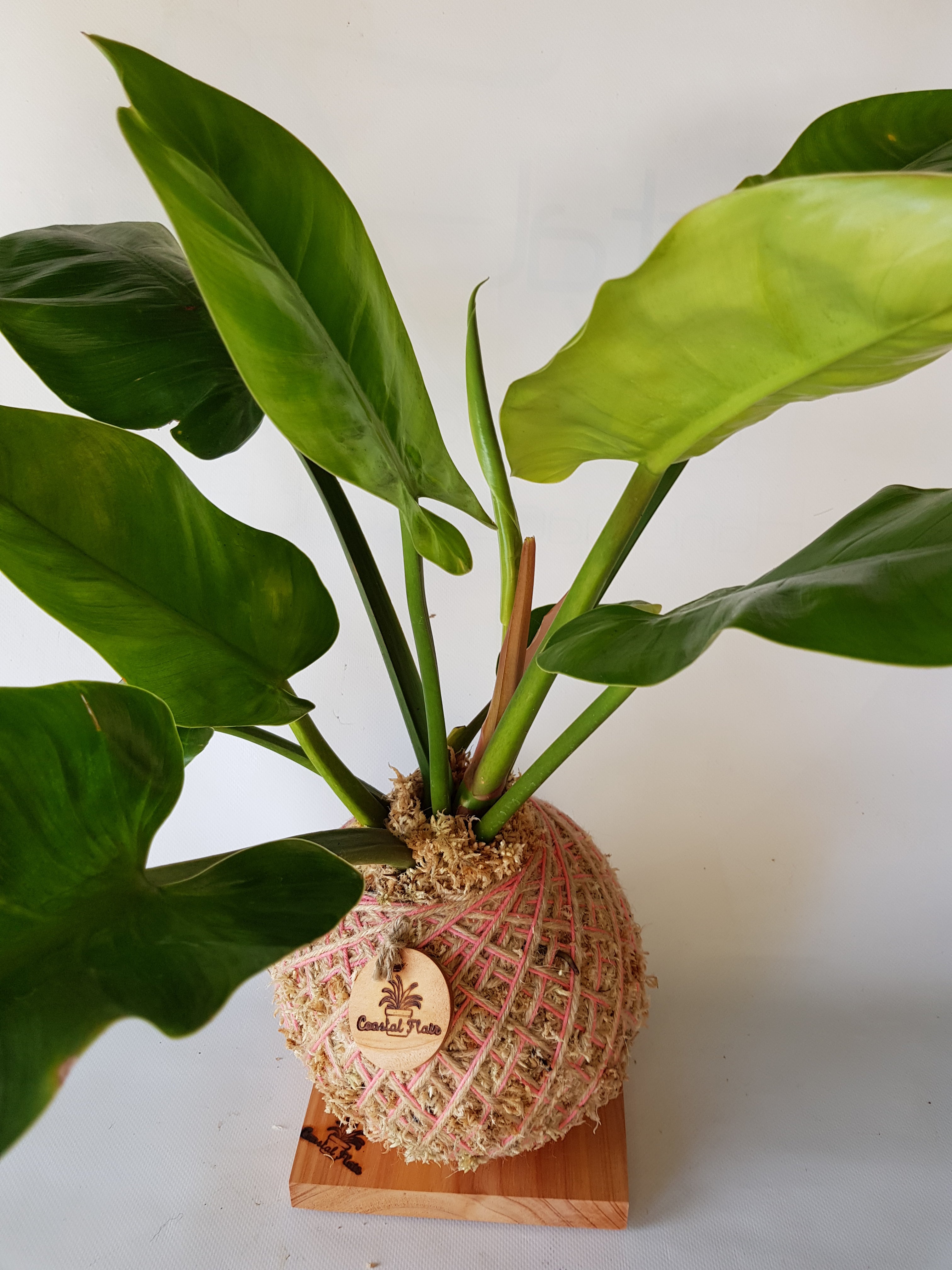 Philodendron Imperial Green Kokedama