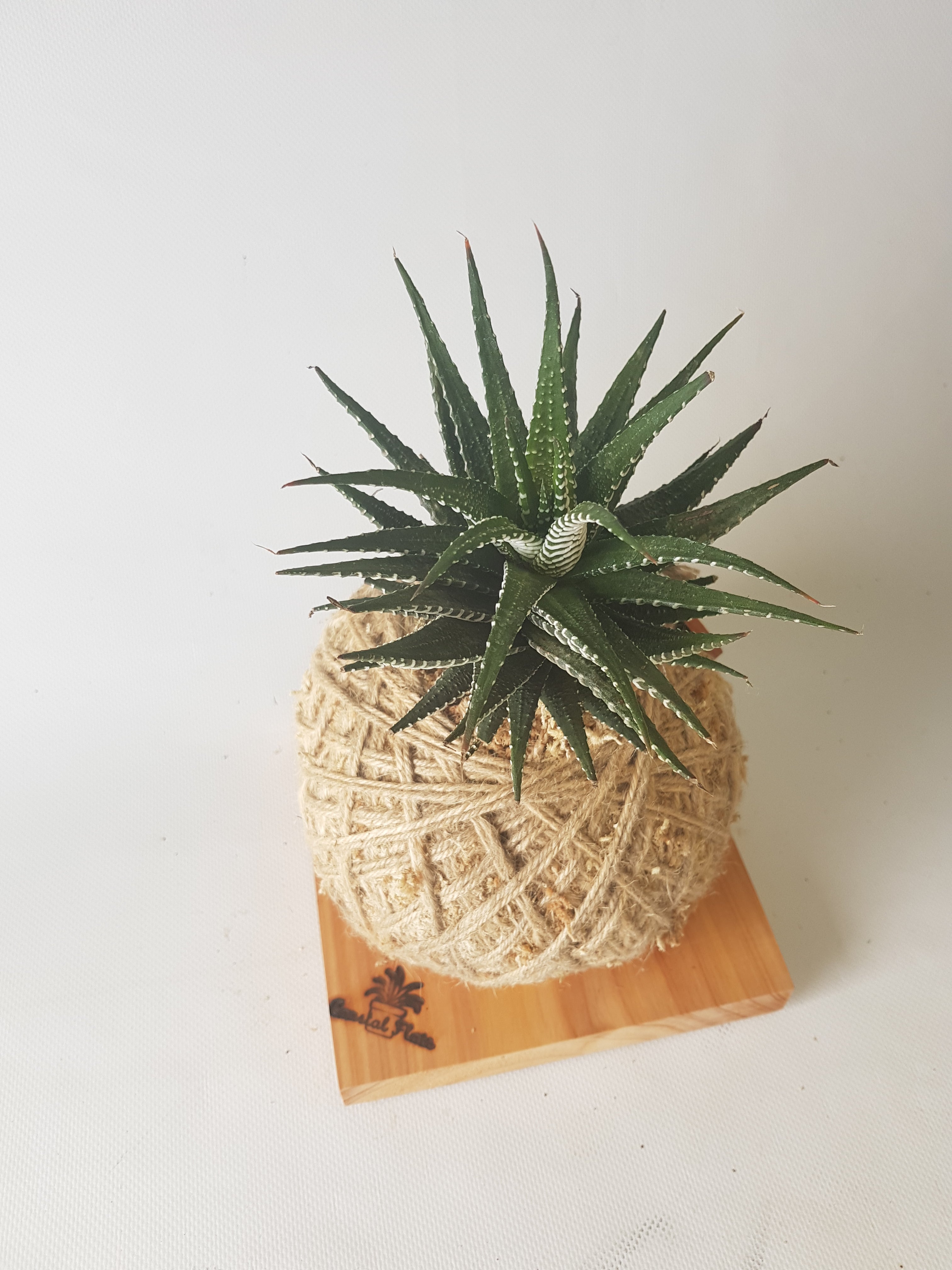 Haworthia Zebra Kokedama Coastal Flair Stand