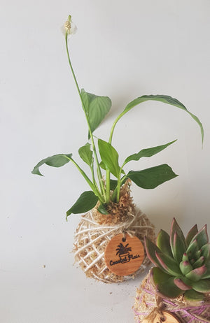 Mini Foliage Kokedama