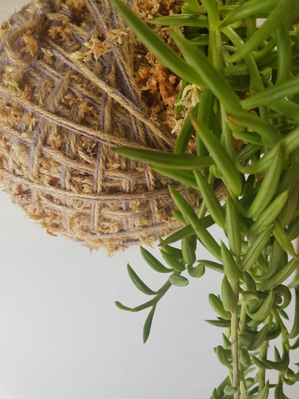 Kokedama | Coastal Flair | String Of Fishhooks Senecio