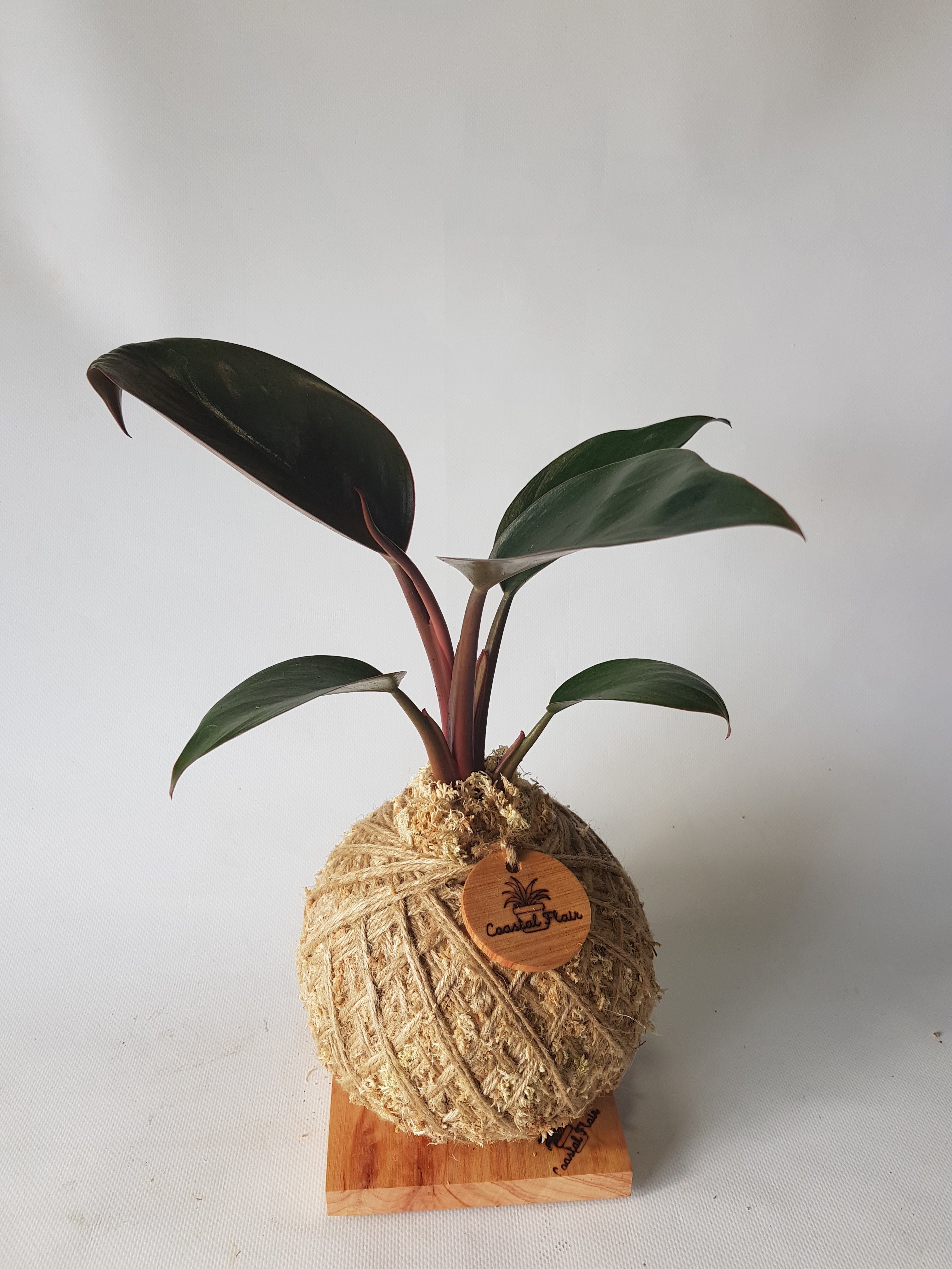 Philodendron Imperial Red Kokedama 