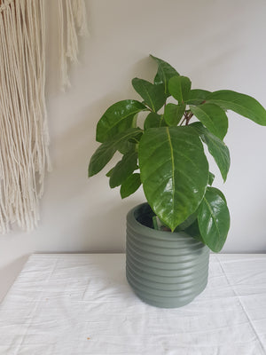 Large Berlin Pot - Eucalyptus