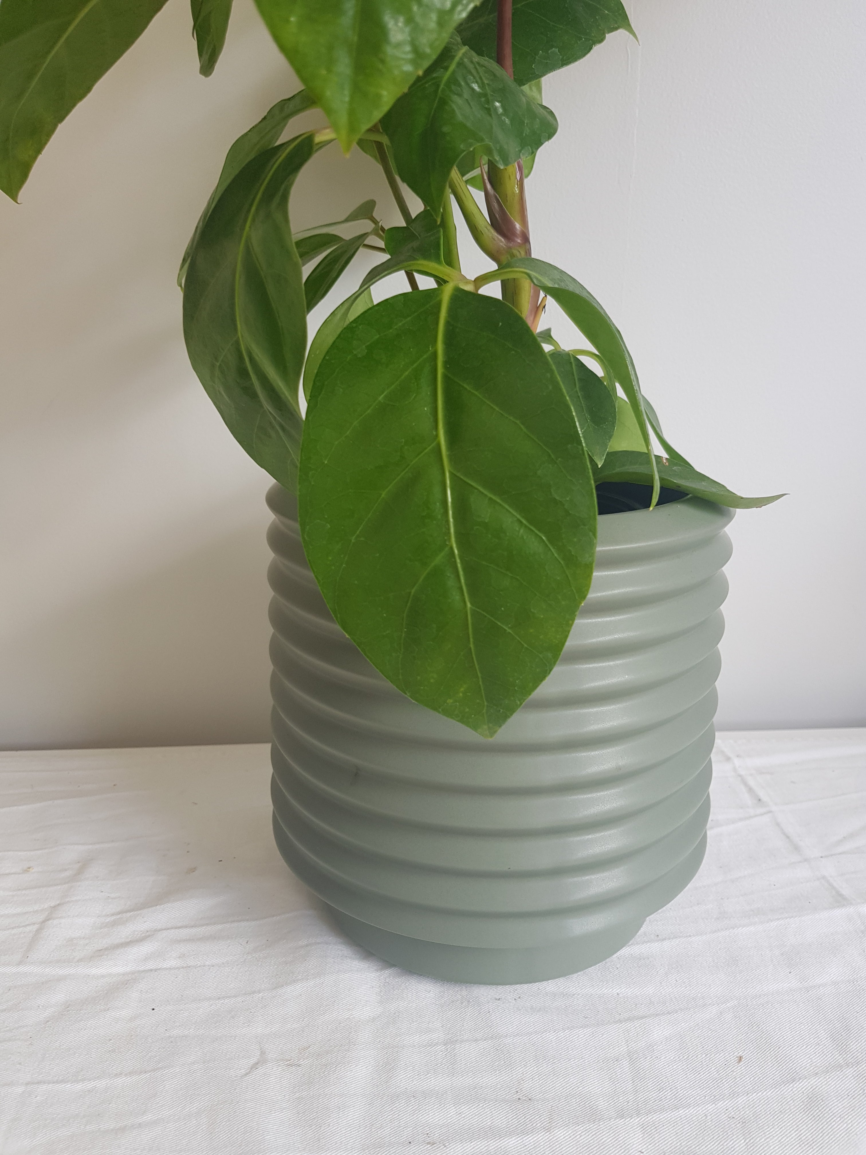 Large Berlin Pot - Eucalyptus
