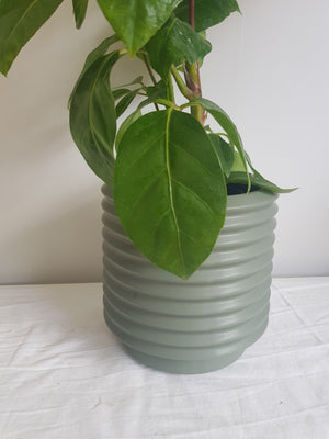 Large Berlin Pot - Eucalyptus