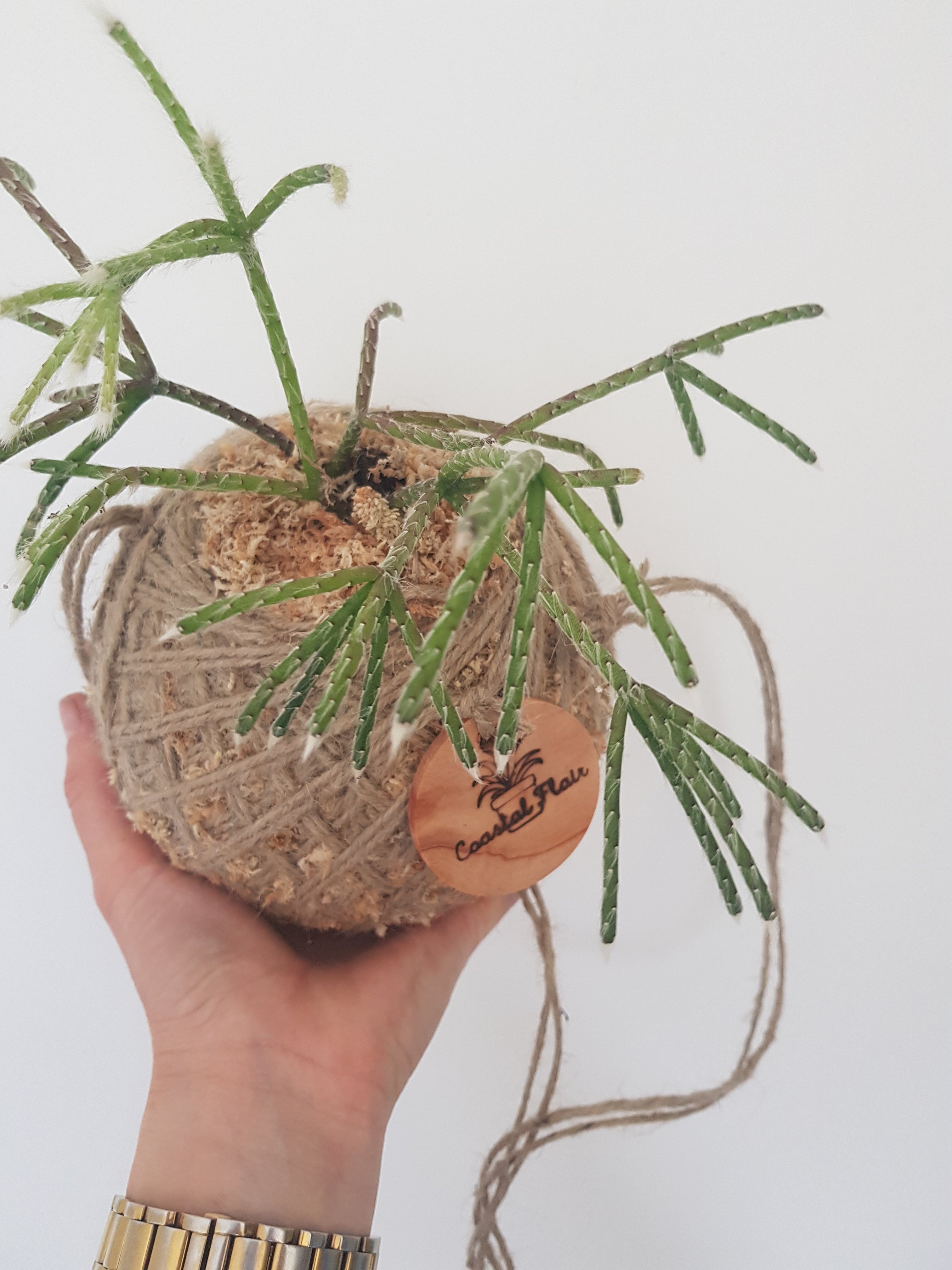 Rhipsalis Pilocarpa Kokedama