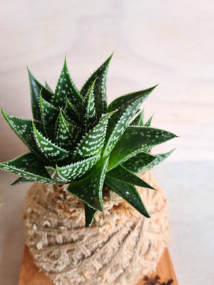 Aloe Kokedama