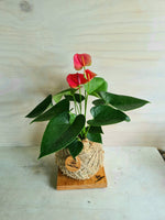 White Anthurium Kokedama