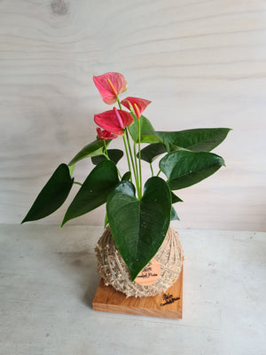 White Anthurium Kokedama