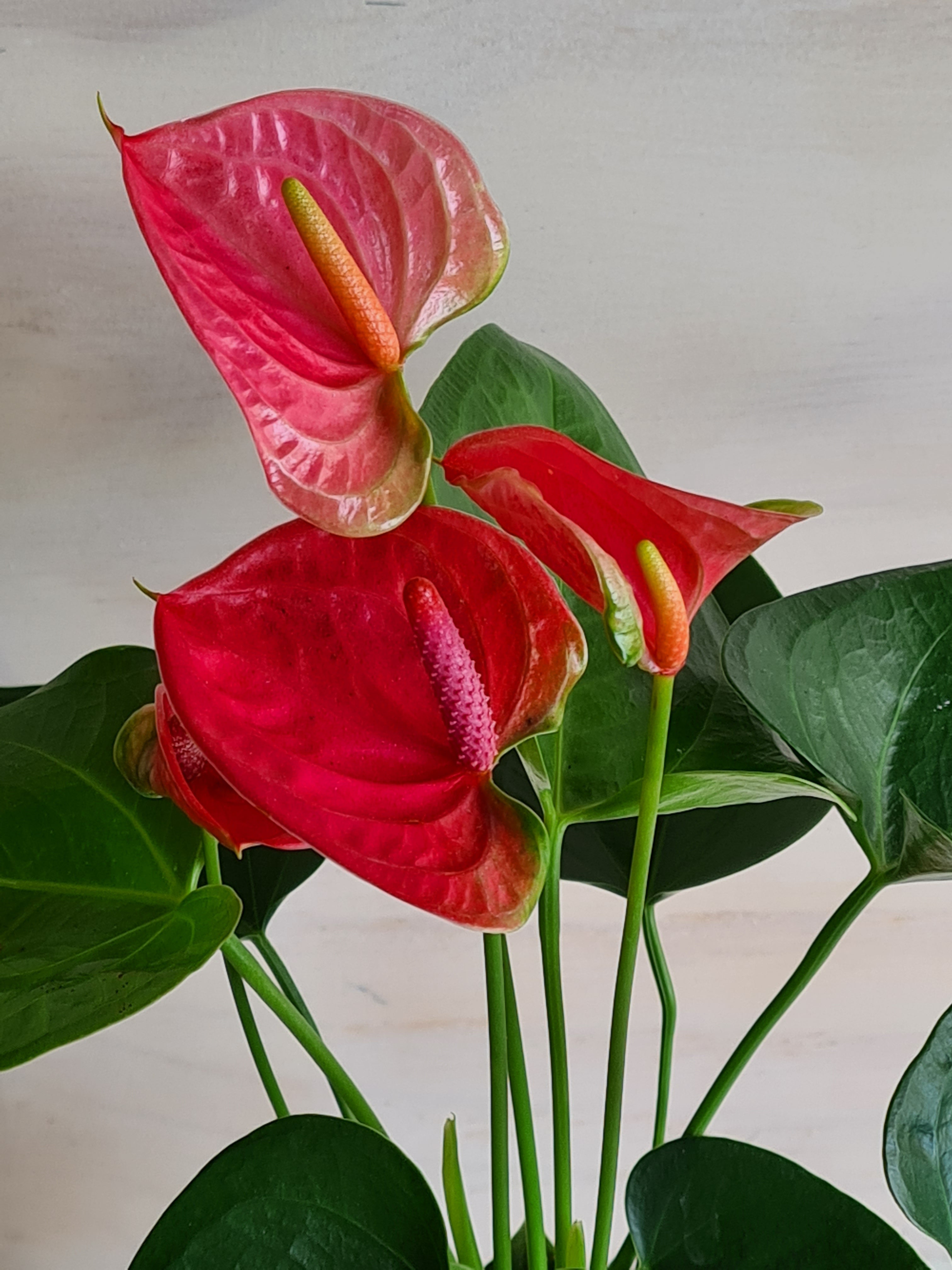White Anthurium Kokedama