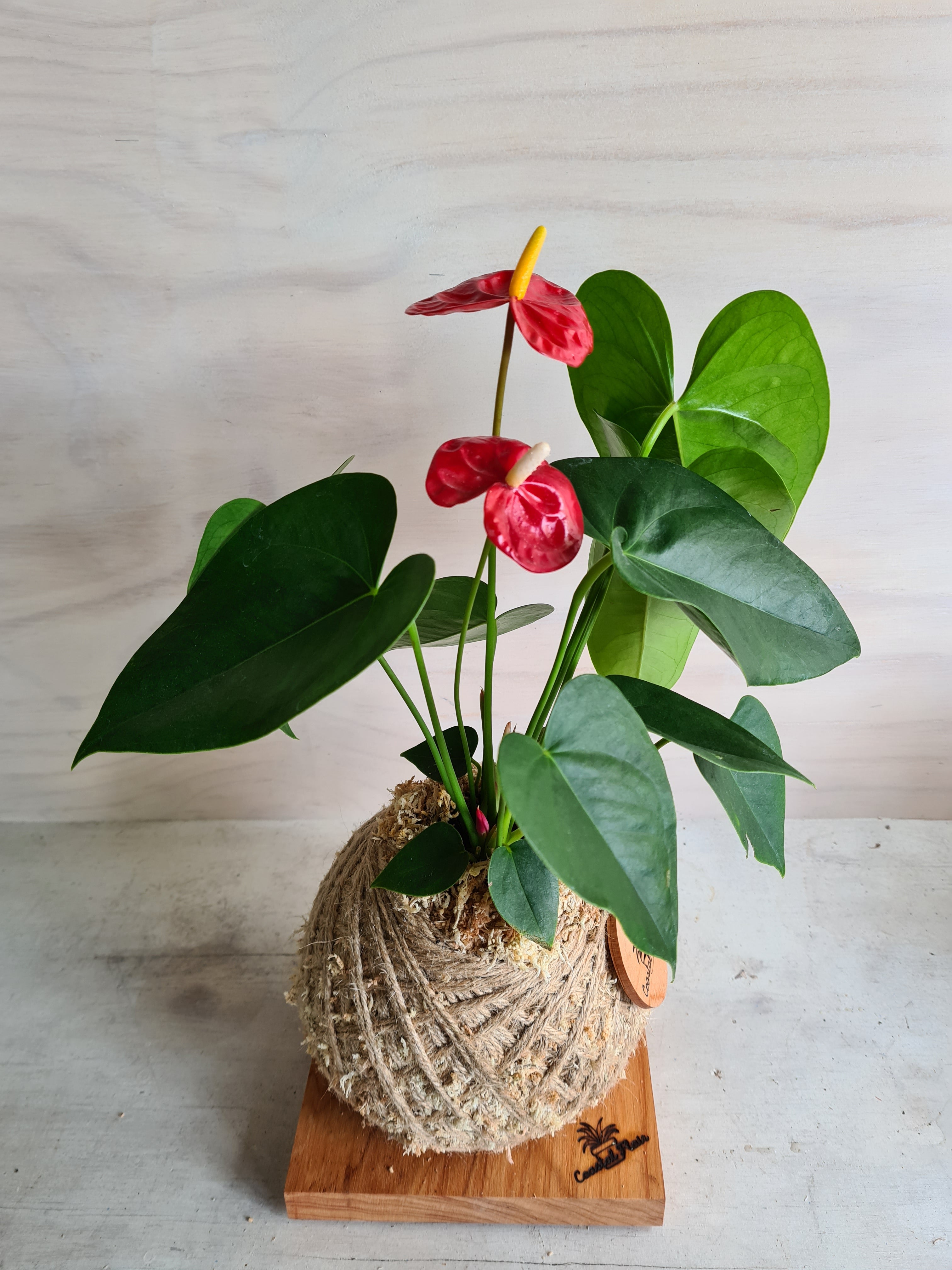 White Anthurium Kokedama