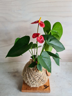 White Anthurium Kokedama