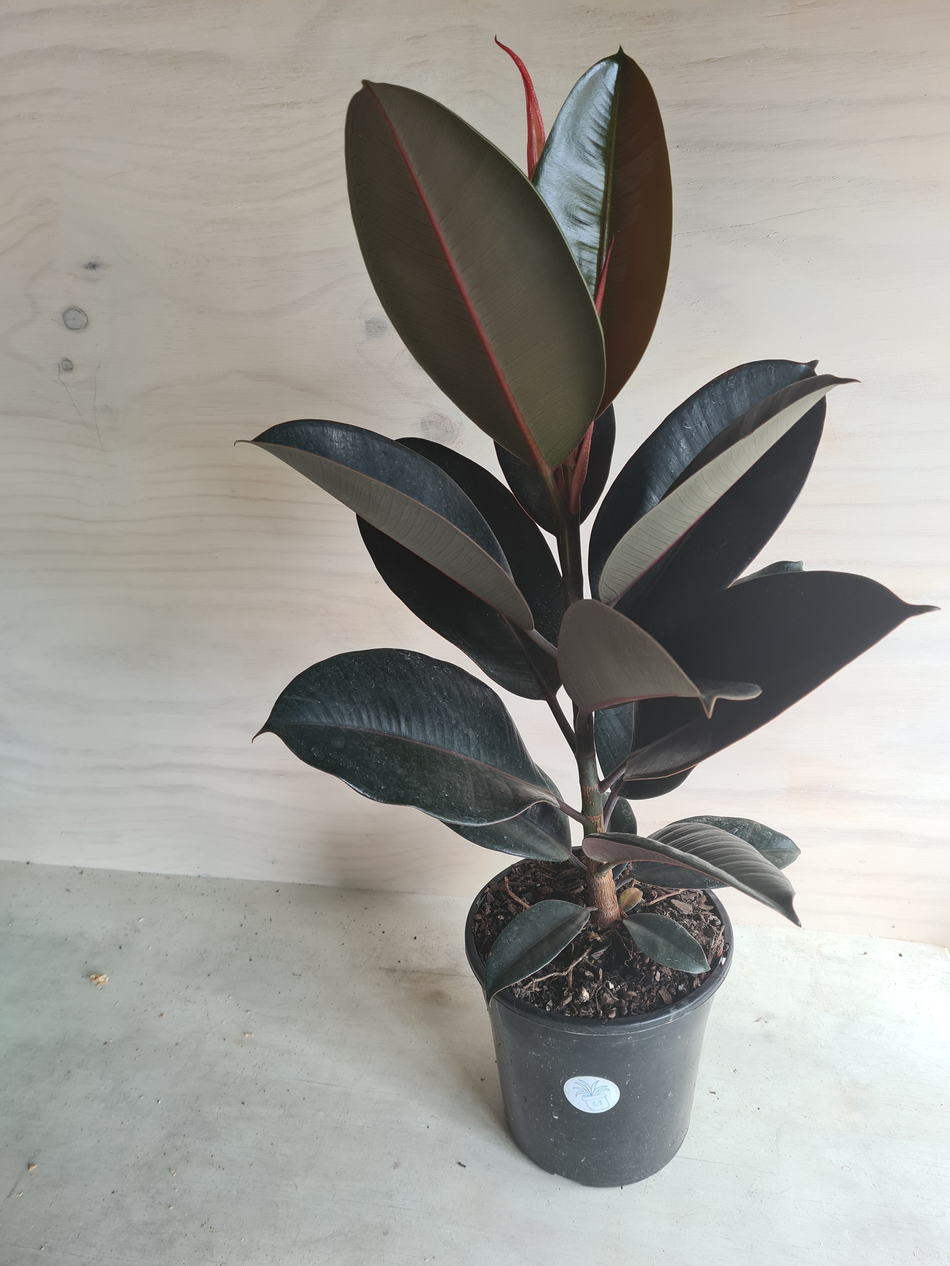 Ficus Black Knight