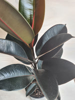 Ficus Black Knight