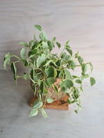 Peperomia Scandens Kokedama