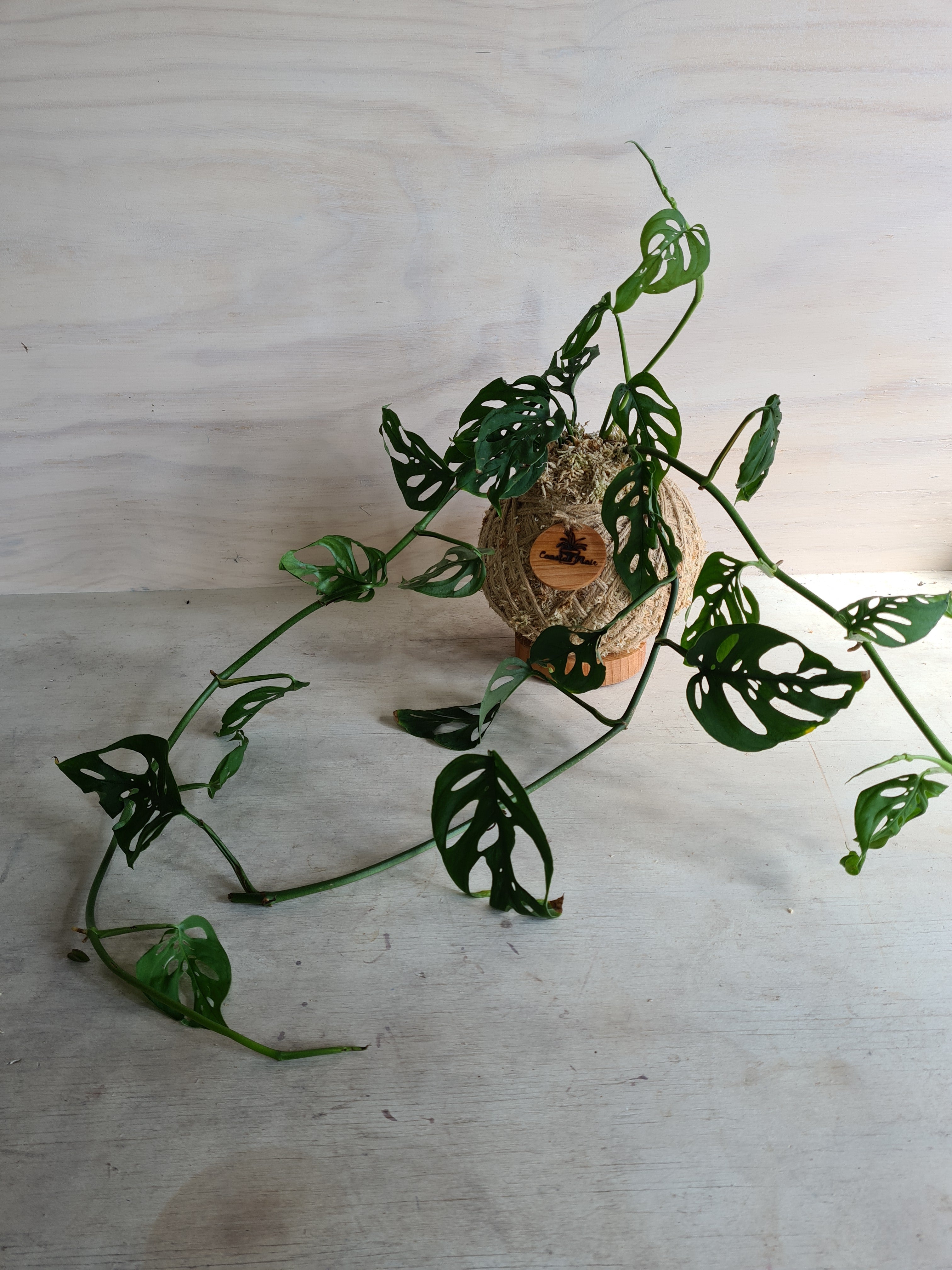 Monstera SwissCheese Vine Kokedama