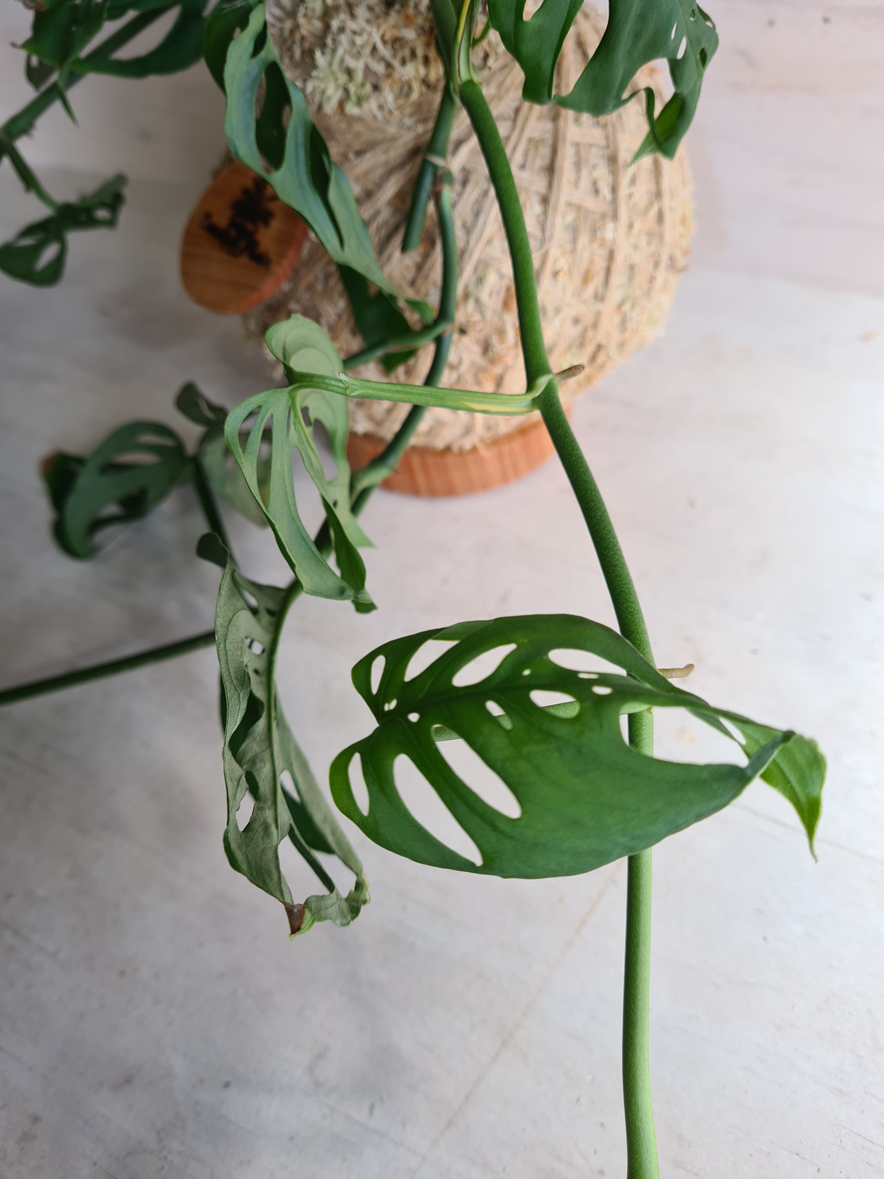 Monstera SwissCheese Vine