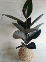 Ficus Black Knight kokedama