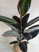 Ficus Black Knight kokedama