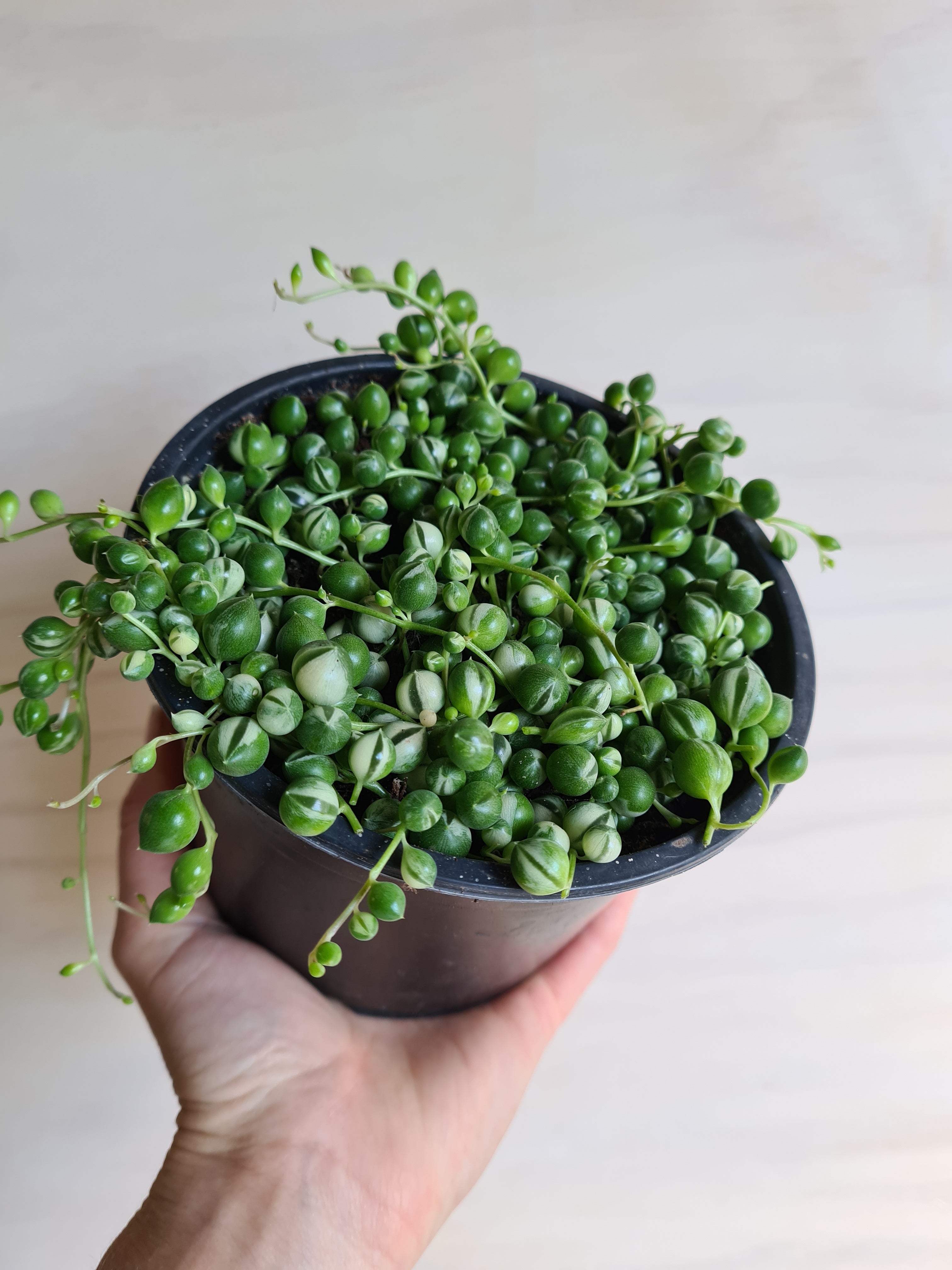 Variegated String of Pearls