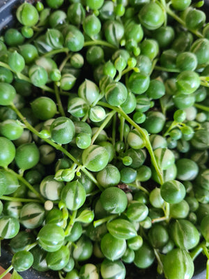 Kokedama | Coastal Flair | Variegated String Of Pearls Senecio