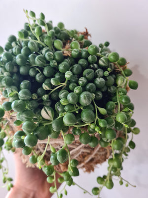 Kokedama | Coastal Flair | Variegated String Of Pearls Senecio