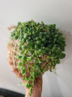 Kokedama | Coastal Flair | Variegated String Of Pearls Senecio